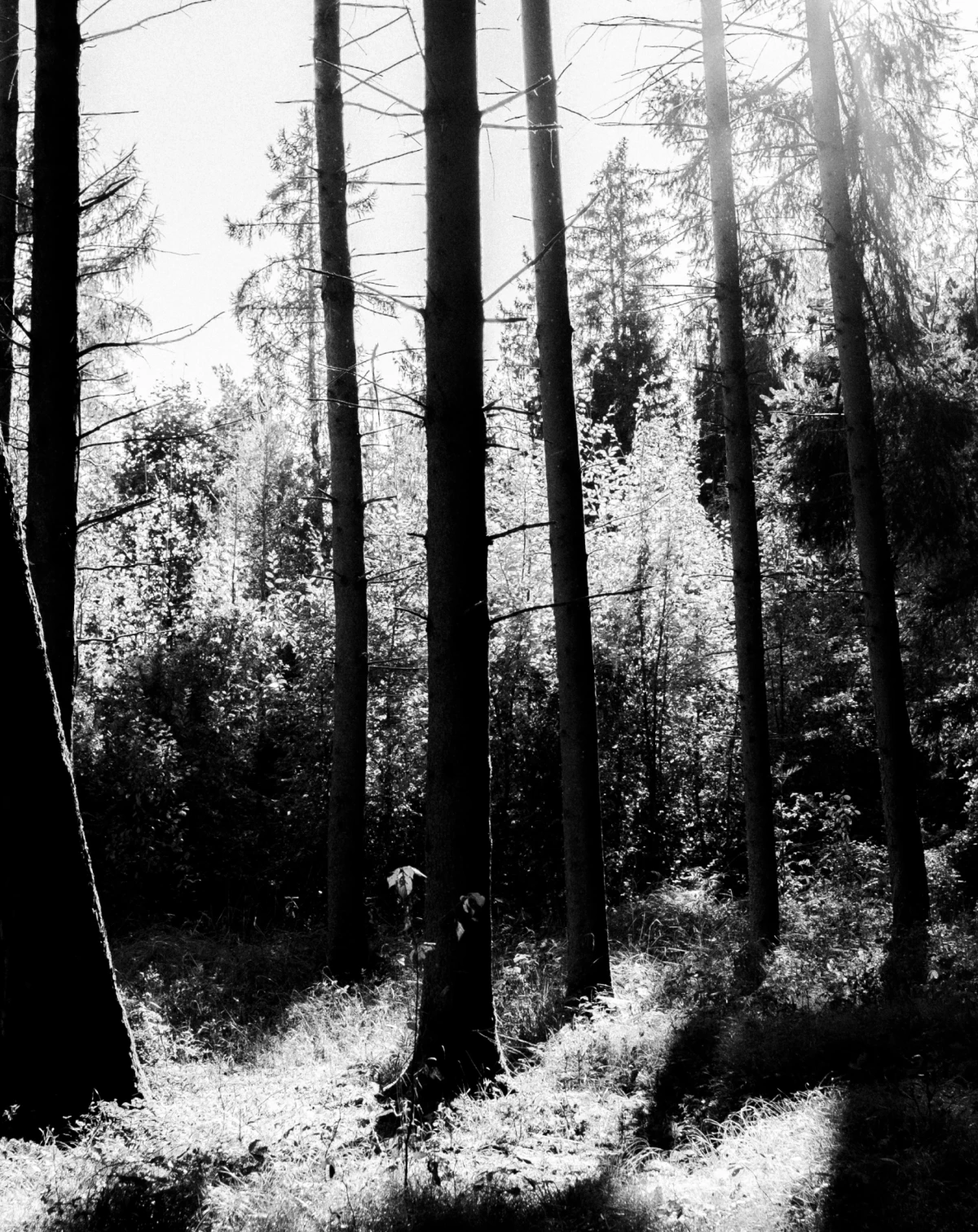 Home, Hohensinn Architektur